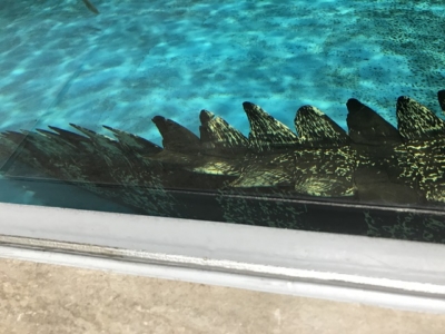 ニフレルのワニの迫力あるシッポ