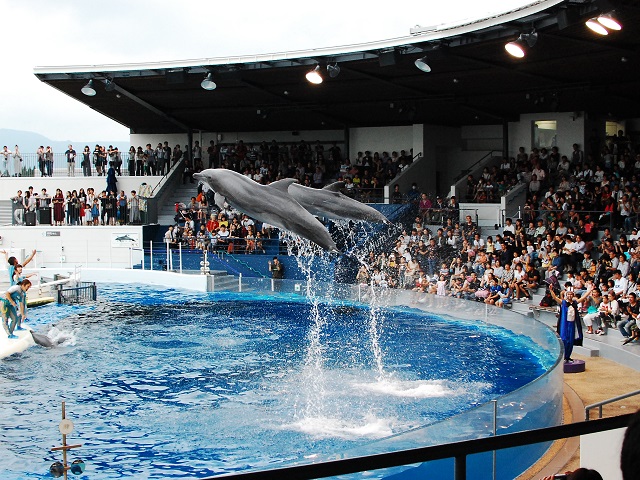 水族館レポート 京都水族館の見どころやアクセスなどを紹介 アクアハーミット
