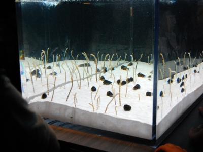 京都水族館のニシキアナゴたち