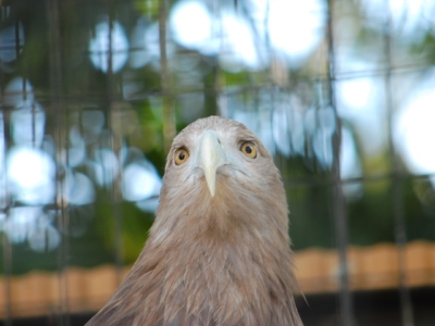 天王寺動物園のワシ