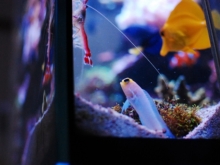 失敗しないカクレクマノミの飼い方 餌や必要な飼育設備など アクアハーミット