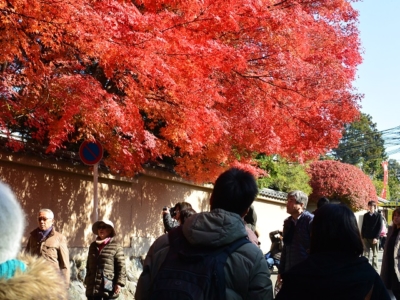 京都の東福寺の紅葉