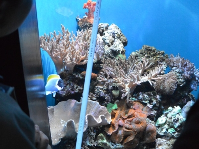 京都水族館のコーラル水槽