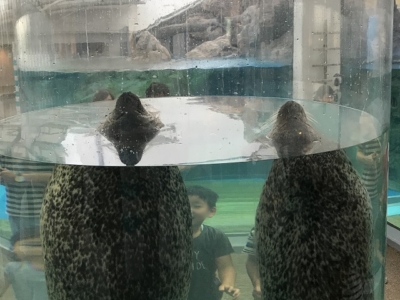 京都水族館のアザラシ