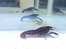 年 特定外来生物指定によるザリガニ規制のまとめ アクアハーミット 年 特定外来生物指定によるザリガニ規制のまとめ アクアハーミット