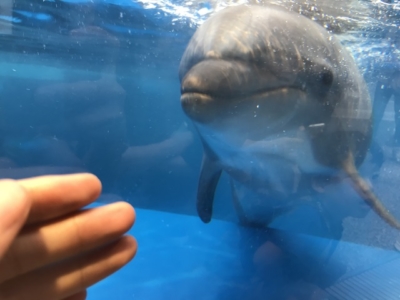 京都水族館の距離が近いイルカ