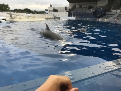 京都水族館の距離が近いイルカ