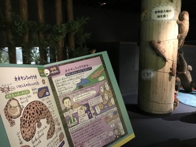 オオサンショウウオだらけの京都水族館