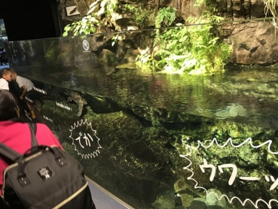 京都水族館のオオサンショウウオ水槽