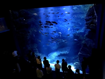 京都水族館の大水槽
