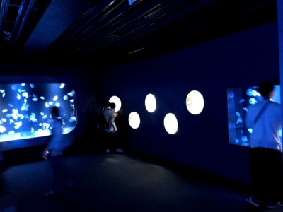 京都水族館のクラゲ展示