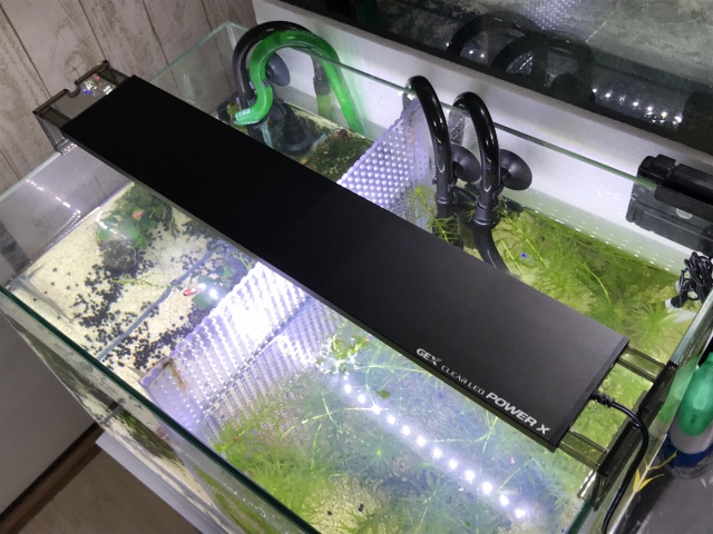GEX Clear LED Ⅳ 600 - その他 GEX Clear LED Ⅳ 600 - その他