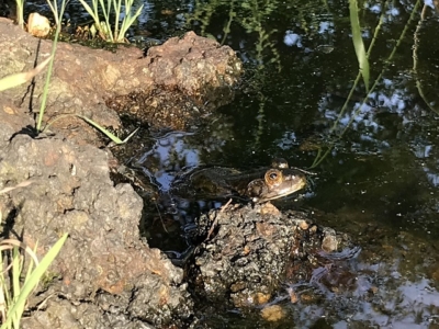 大阪城公園のウシガエル