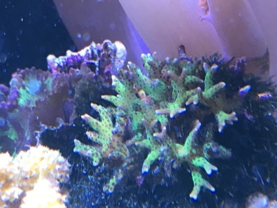 緑のトゲサンゴ