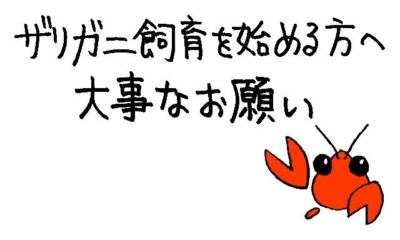 ザリガニ飼育を始める方への大事なお願い（ザりガニパンチ☆）