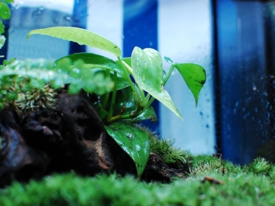 イモリのための苔テラリウム（植物）