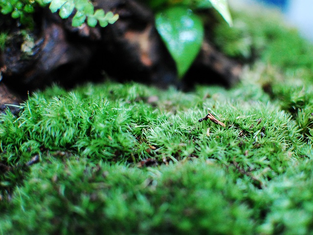 苔を綺麗に保つための苔テラリウム管理方法 お手入れ メンテナンス アクアハーミット