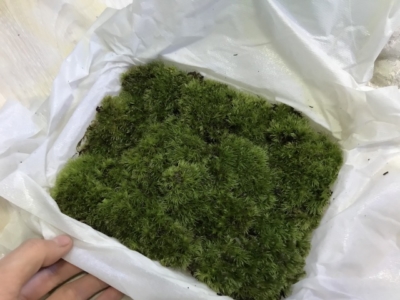 苔アソート(オキナゴケ)