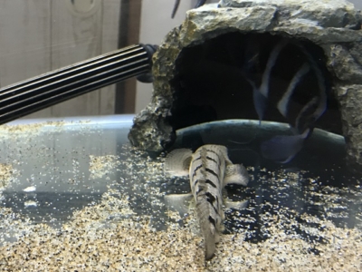 フロントーサの巣穴に近づくポリプテルス