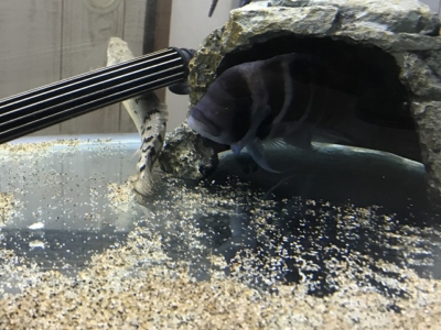 巣穴から出てきてポリプテルスを追い払うフロントーサ