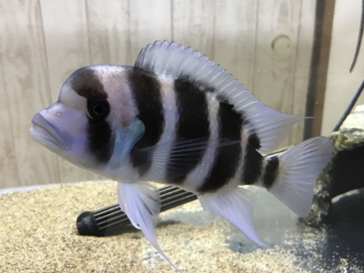 ウーパールーパーに適正な水温と夏場の高水温対策 アクアハーミット