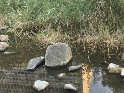 ザリガニが生息している池