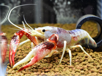 白 青 黒 桃 カラフルなアメリカザリガニの種類 アクアハーミット 白 青 黒 桃 カラフルなアメリカザリガニの種類 アクアハーミット