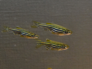 ゼブラダニオ（ゼブラフィッシュ）の魚種プロフィール