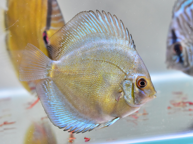 ブルーベリーディスカスの幼魚