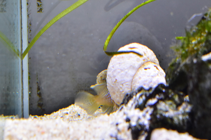 貝に入るランプロログス・オセラータス