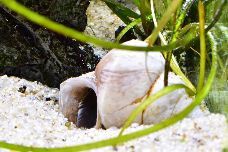 貝殻に入るランプロログス・オセラータス