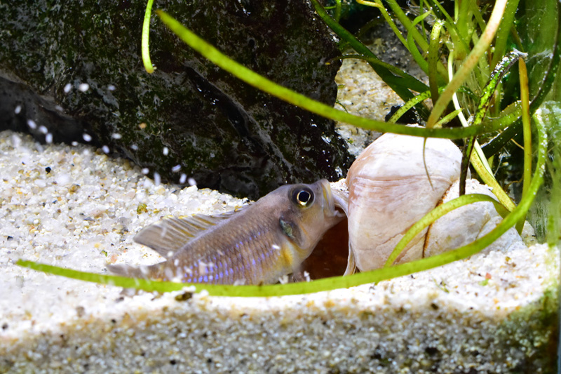 口で貝の角度を変えるランプロログス・オセラータス
