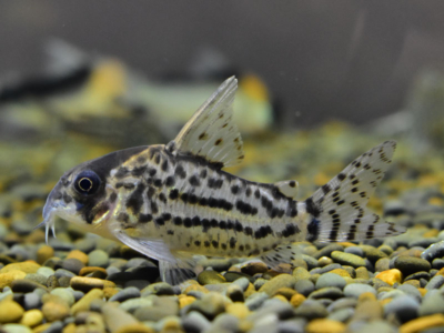 熱帯魚の電気代っていくらかかる 実際に計算してみた アクアハーミット 熱帯魚の電気代っていくらかかる 実際に計算してみた アクアハーミット