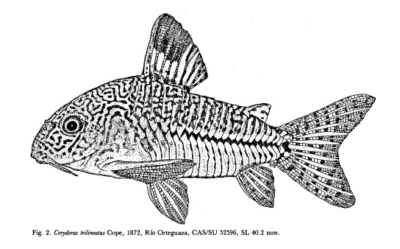 Corydoras trilineatus Cope, 1872, Río Orteguaza, CAS/SU 52596, SL 40.2 mm.