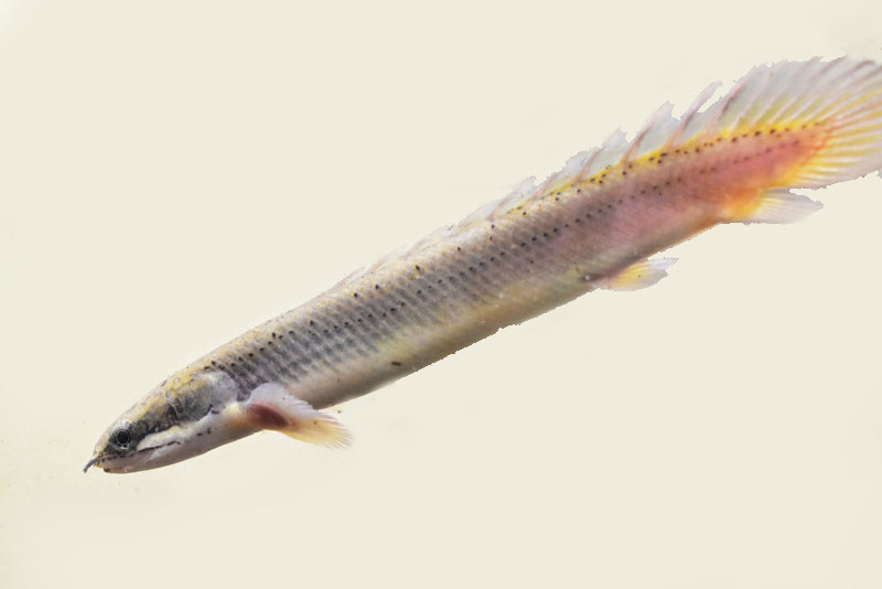 ポリプテルス・セネガルスの幼魚