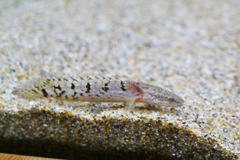 ポリプテルス・デルヘジィの幼魚