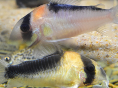 ウーパールーパーに適正な水温と夏場の高水温対策 アクアハーミット