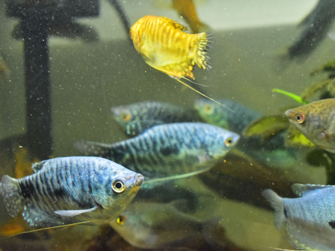 ブルーグラミーの魚種プロフィール