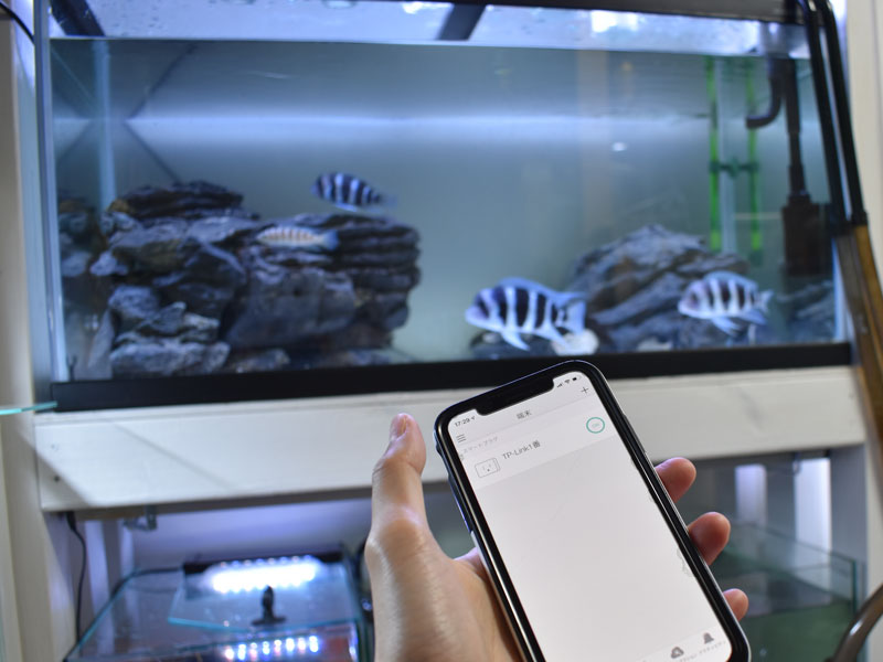 スマートプラグと熱帯魚の照明