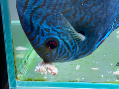 ディスカスハンバーグを食べるディスカス