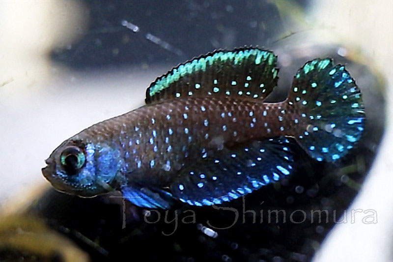 グリピニューリーフレット