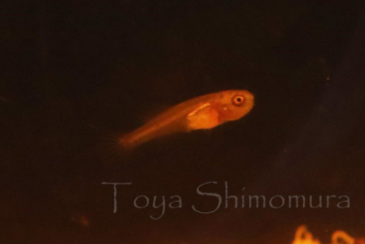 オーストロレビアス・ニグリピニスの稚魚