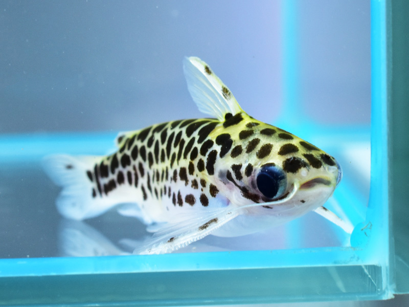 ゴールデンレオパードタティアの特徴・飼育情報 – アクアハーミット