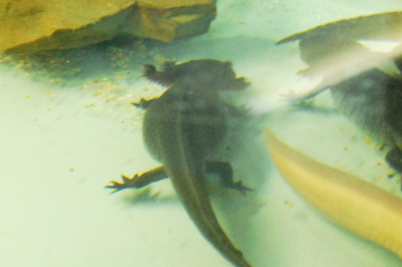 水族館のウーパールーパー