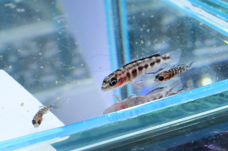 回収されたジュリドクロミス・トランスクリプタスの大小の稚魚