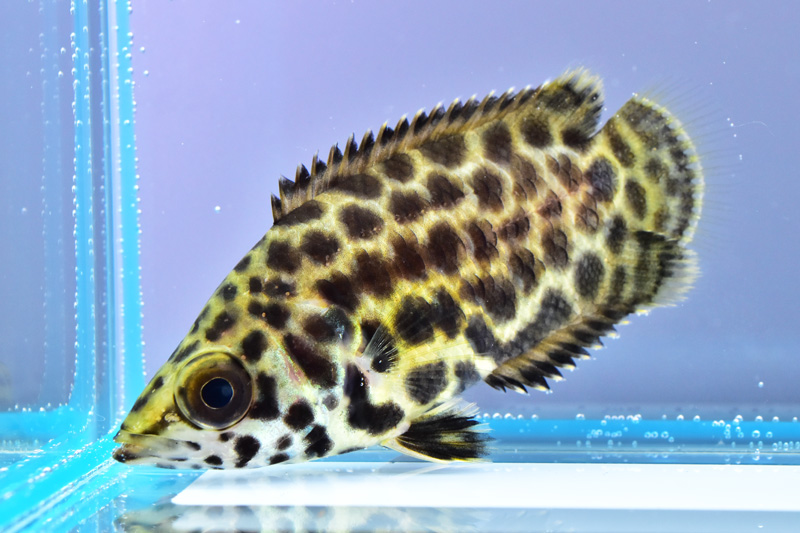 レオパードクテノポマの幼魚