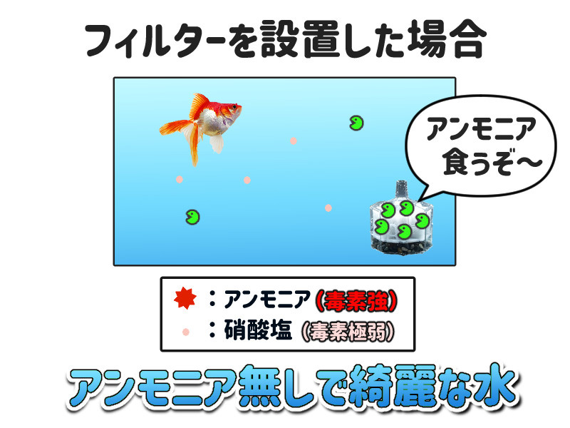 フィルターを設置した時のアンモニアと濾過バクテリアのイメージ図