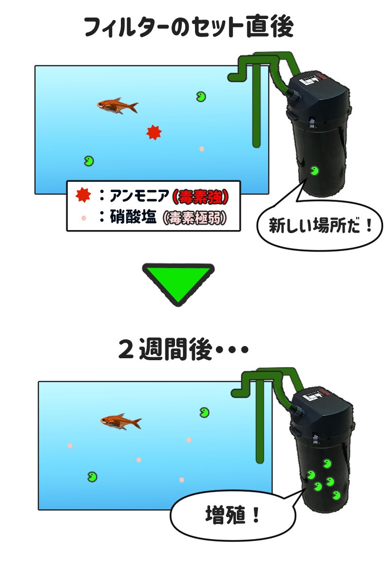 水槽の立ち上げ方イメージ