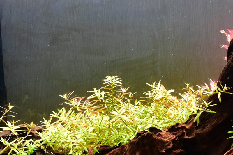 POT水草から植えたセイロンロタラが伸びた様子