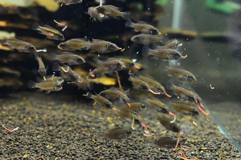 成長したエニグマトクロミス・ルカヌシの稚魚の群れ
